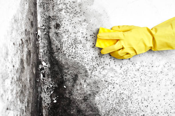 Best Mold Cleaning Services  in Mccall, ID