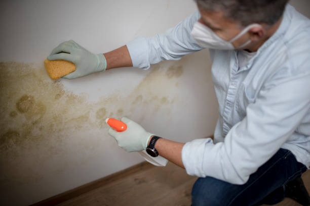 Best Crawl Space Mold Removal  in Mccall, ID