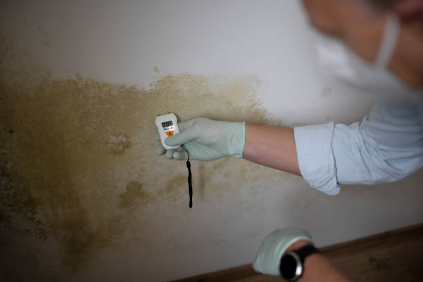 Best Office Mold Removal Services  in Mccall, ID