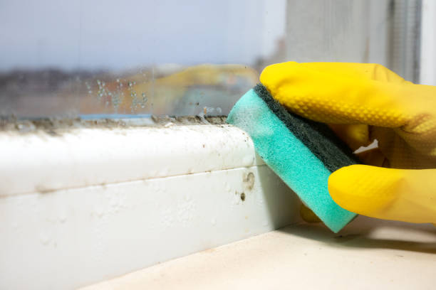 Best Local Mold Removal Service  in Mccall, ID