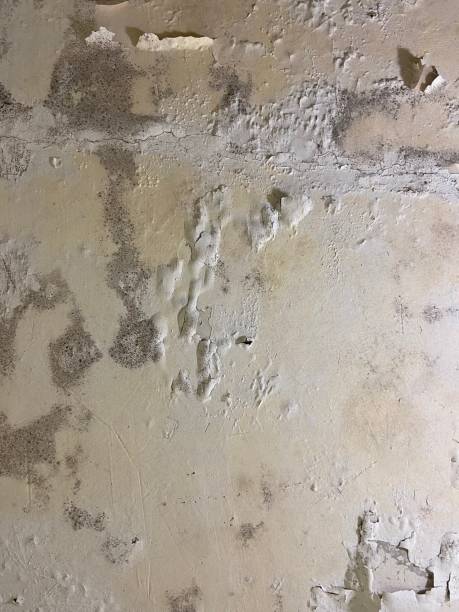 Best Black Mold Removal  in Mccall, ID
